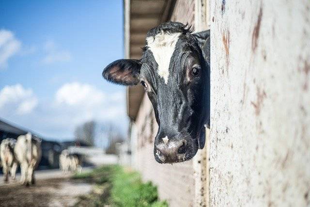 农村养一头牛一年能赚多少钱？养牛成本多少利润多少？
